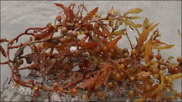 Sargassum on Texas Beach, Image © Texas Parks and Wildlife Department