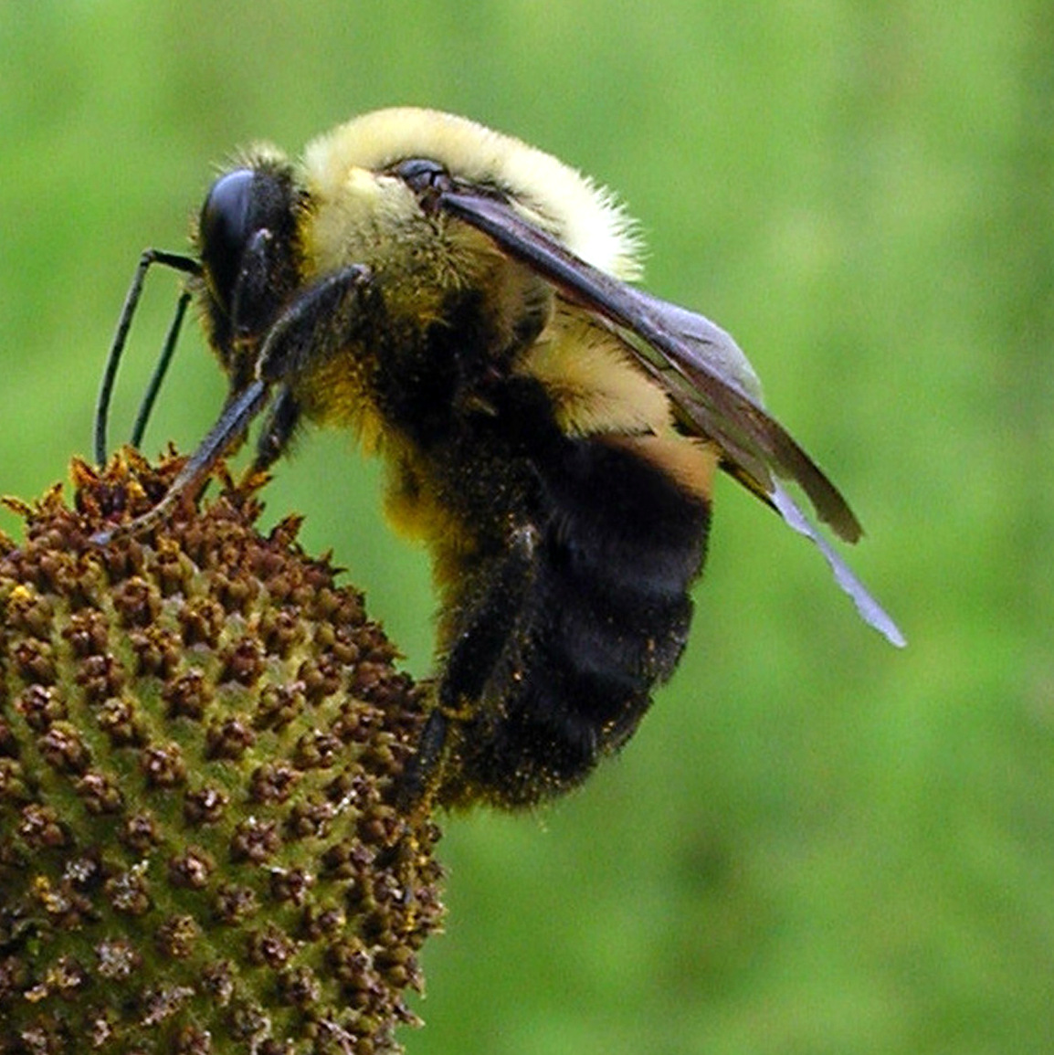 Native Texas Bumblebee, Image from Native Plant Society of Texas, www.npsot.org
