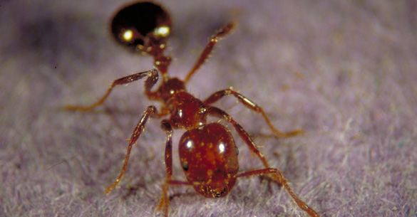 Fire ant image from http://fireant.tamu.edu/.
