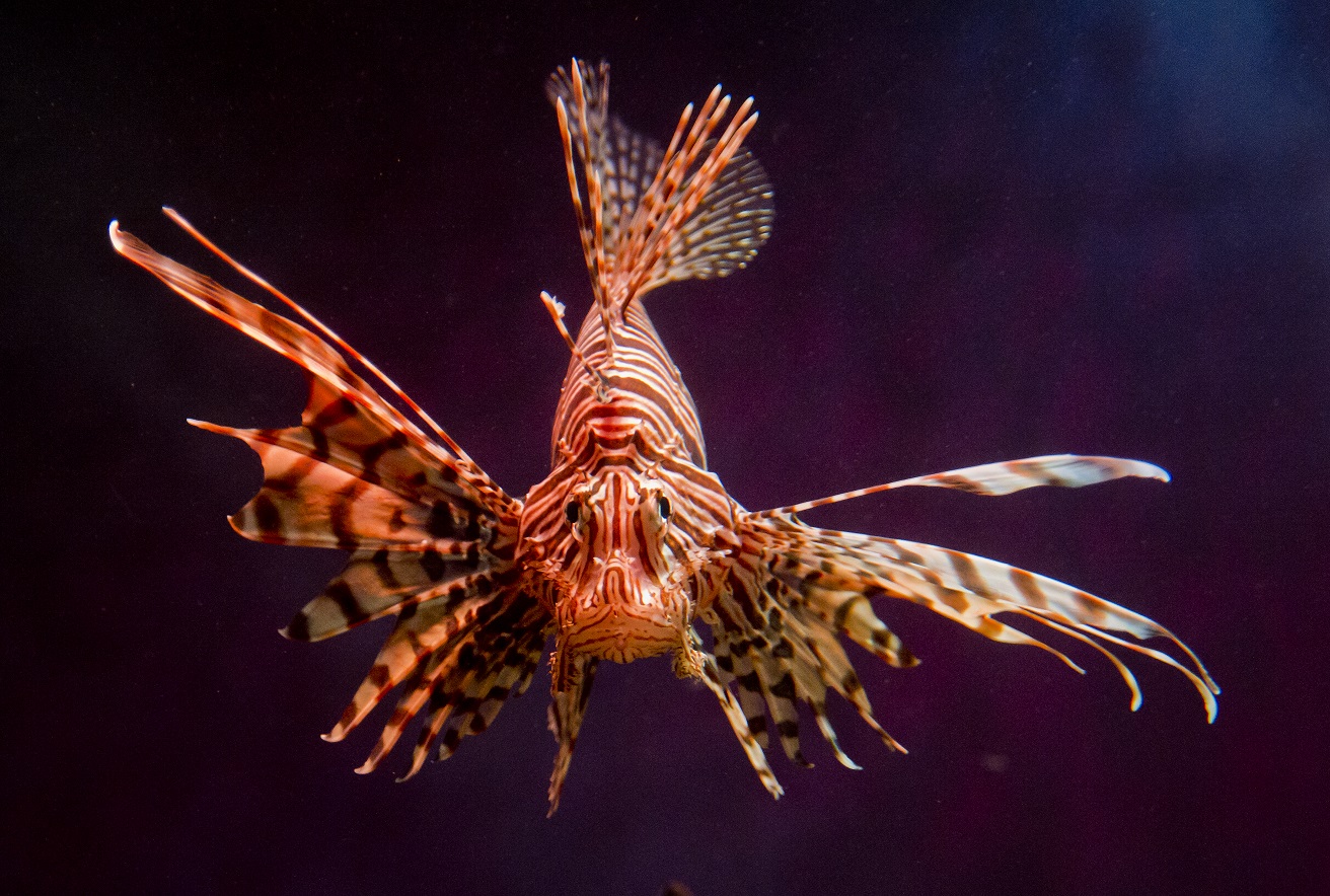 Lionfish, photo by CHASE FOUNTAIN TPWD 2013