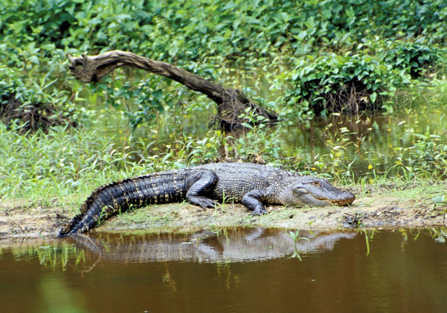 American Alligator, photo TPWD