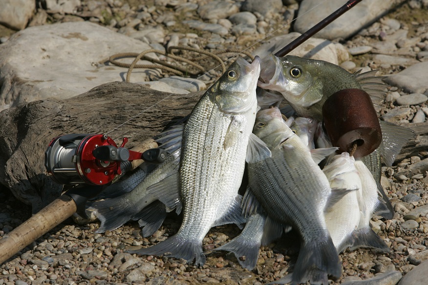A stringer of White Bass at Colorado Bend State Park