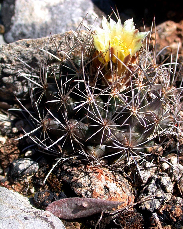 Tobusch Fishhook Cactus