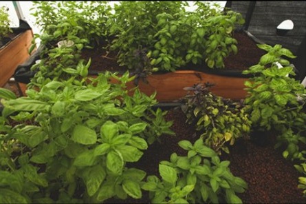 Aquaponics: herbs, photo courtesy Heart of Gold Organics