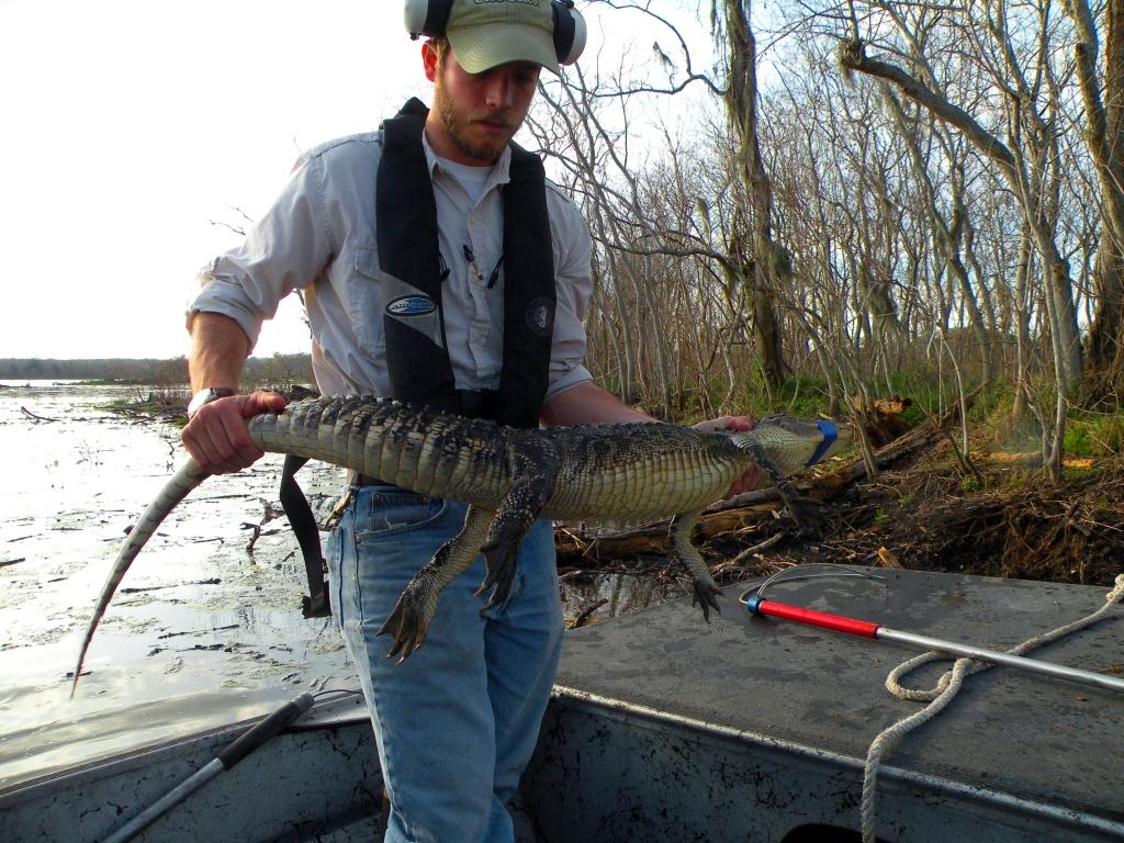 Cord Eversole with a small alligator.