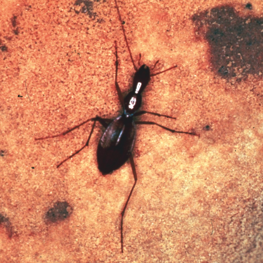 Rare Toothcave Beetle