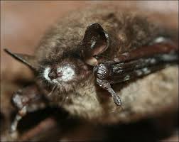 Bat with White Nose Syndrome