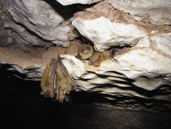 Bats in a cave. 