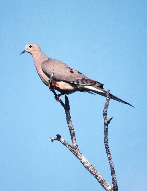 Mourning dove in Texas