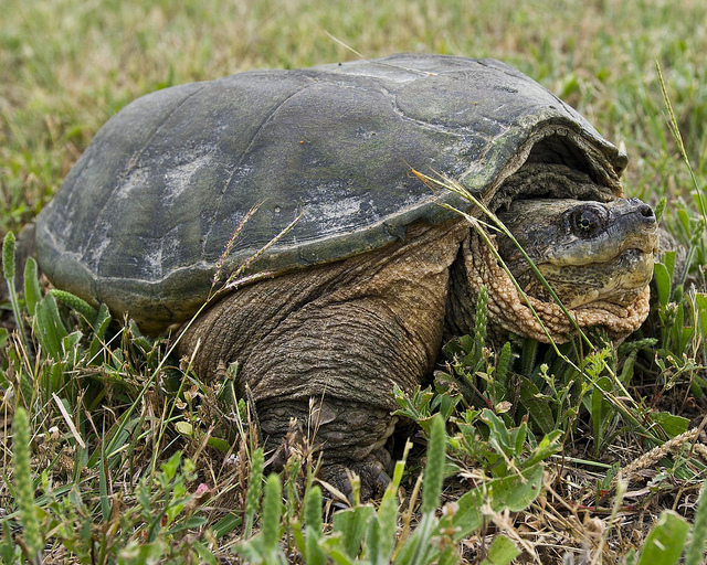 Texas snapping turtle.