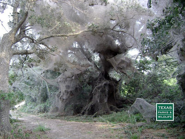 Communal spider web at Lake Tawakoni State Park 2007.
