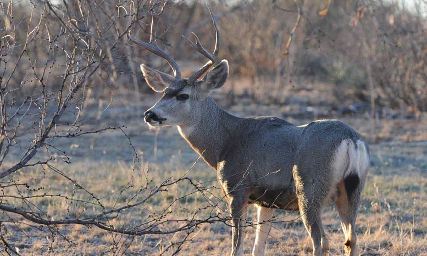 Texas Mule Deer