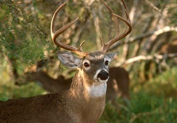 Big Buck at Choke Canyon State Park