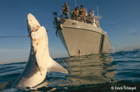 Texas Parks & Wildlife patol in the Gulf of Mexico near the Mexican border.