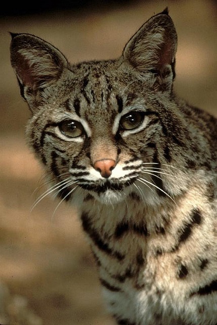 Beautiful bobcat.