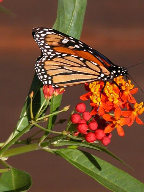Monarch on a milkweed plant.