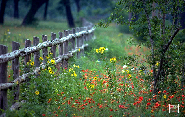 Wildflowers at LBJ State Park