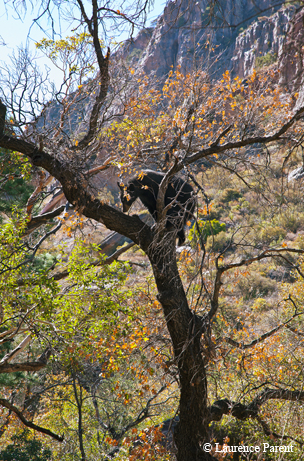 A black bear looks for a beehive in a tree in Big Bend's Chisos Mountains