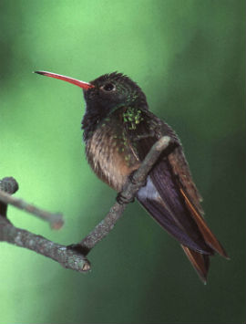 Buff bellied Hummingbird