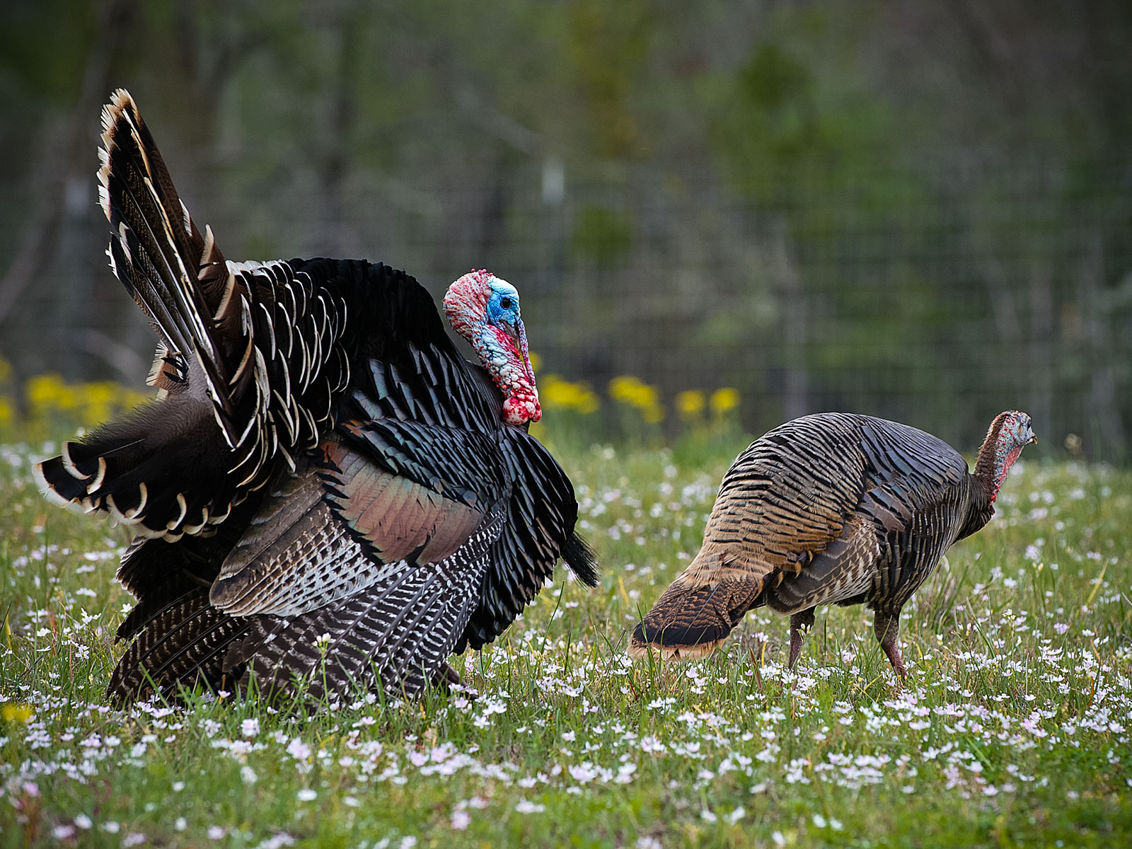 Turkey gobbler and hen.
