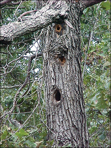 Dead standing tree, or snag, serves as habitat for wildlife. Image courtesy University of Missouri Extension.