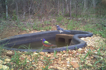 Best Backyard Birdbaths, Ground Level Bird Baths