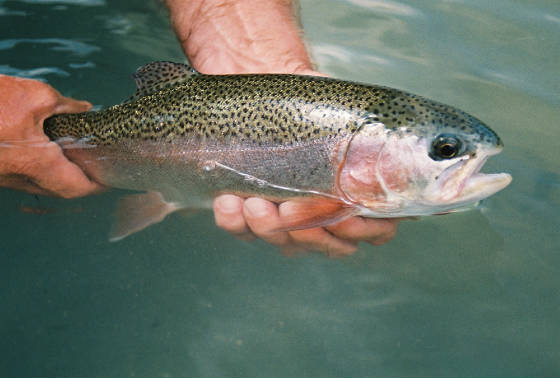 Rainbow trout. Photo credit: http://livingwatersflyfishing.com/