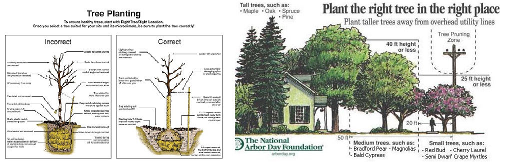 How to Plant and Where to Play Your Trees.