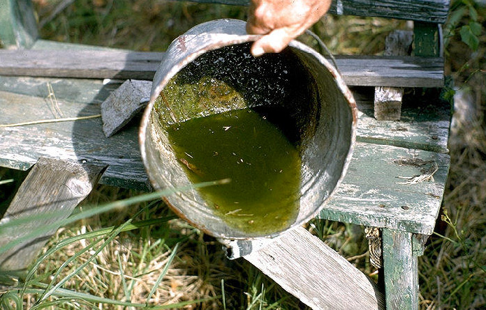Dump out standing and stagnant water around the outside of the home to limit breeding areas for all mosquitoes. Image courtesy of freshorganicgardening.com