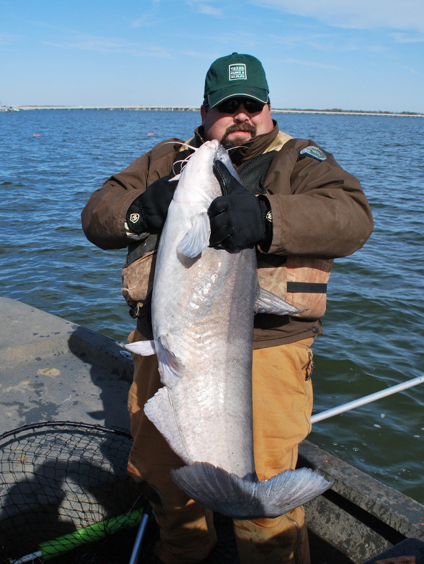 TPWD technician Jeff Bowling holds a 42.5-inch, 39-pound blue catfish caught on a jugline at Richland Chambers Reservoir on December 10, 2009.