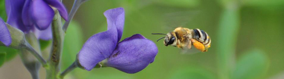 Friendly neighborhood pollinator.