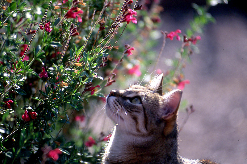 Miss Kitty on the lookout for native bees.