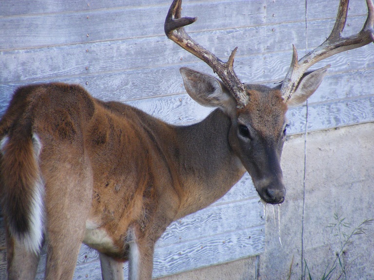 Deer suffering from Chronic Wasting Disease (CWD).