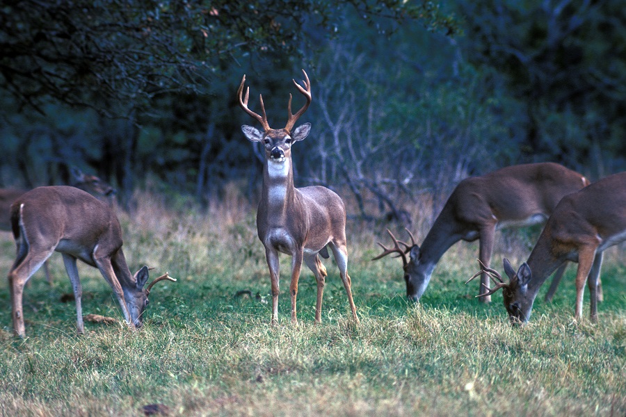 Hunting big bucks (and other game) means big bucks for Texas.