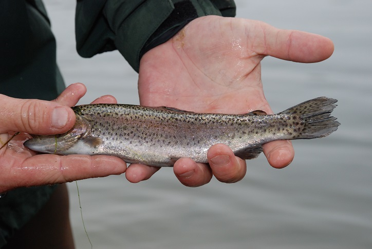 Rainbow trout in hand.