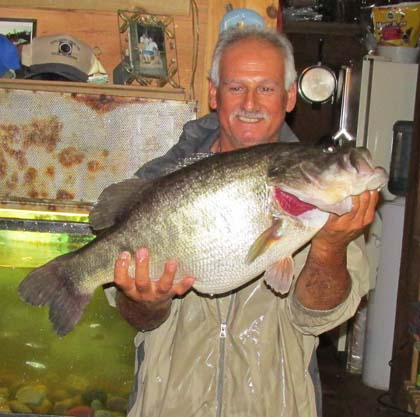 ShareLunker No. 564 Caught by Roy Euper of Lufkin, TX November 2, 2015 in Sam Rayburn 30 feet of water 13.2 pounds, length 25.5 inches, girth 22 inches