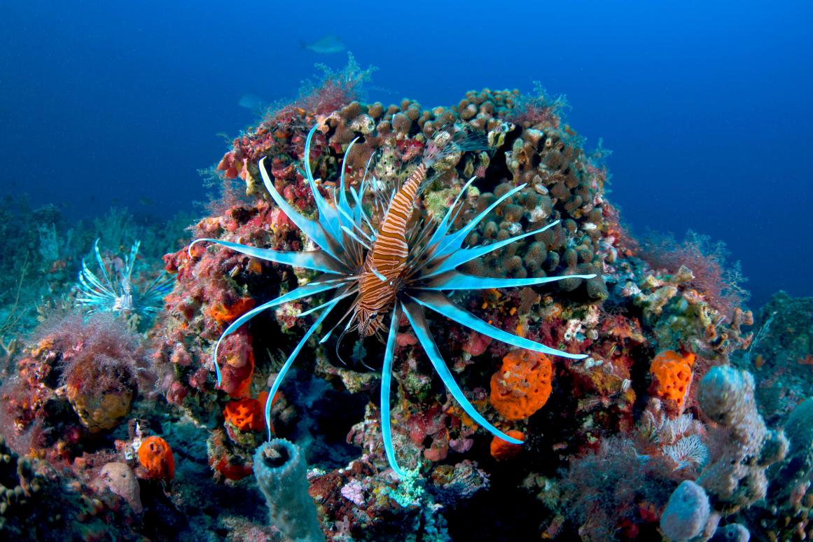 Beautiful but deadly lionfish. Image from Harte Research Institute.