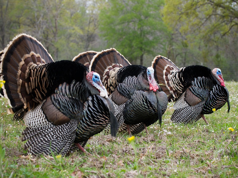 Imagine seeing this sight when you go turkey hunting this spring.