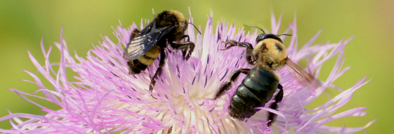 American bumble bee (left) and eastern carpenter bee (right). Courtesy of Jessica Womack.