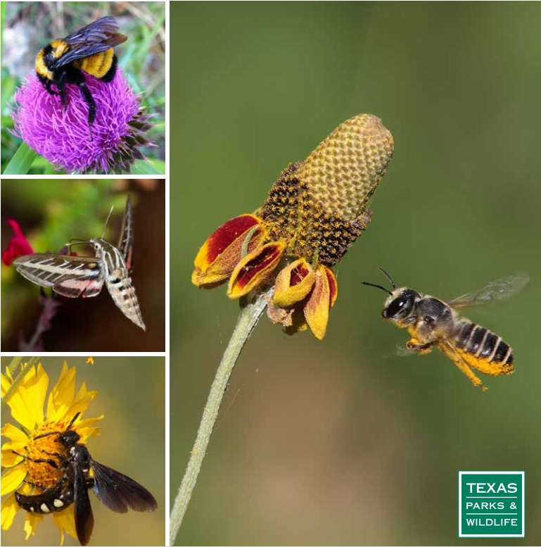 Native plants attract pollinators.