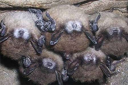 Fungus that causes White Nose Syndrome discovered in six Caves in the Texas Panhandle.