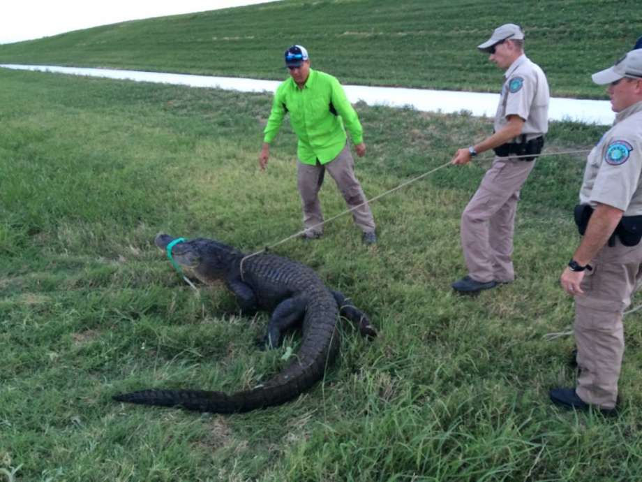 Alligator was caught in downtown Ft. Worth.