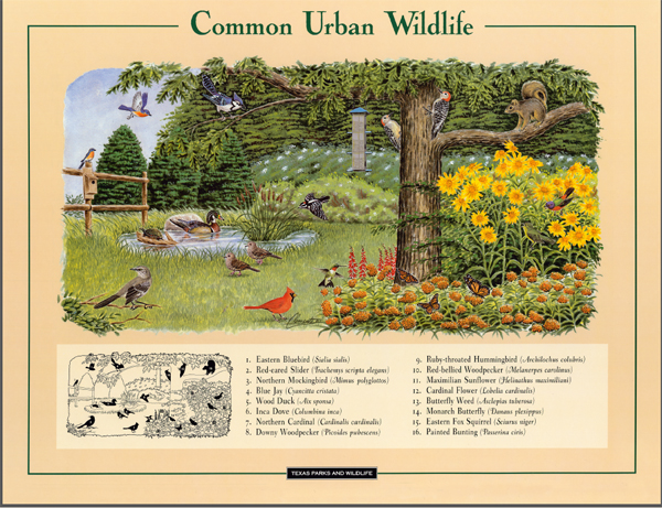 Commonly found urban wildlife.