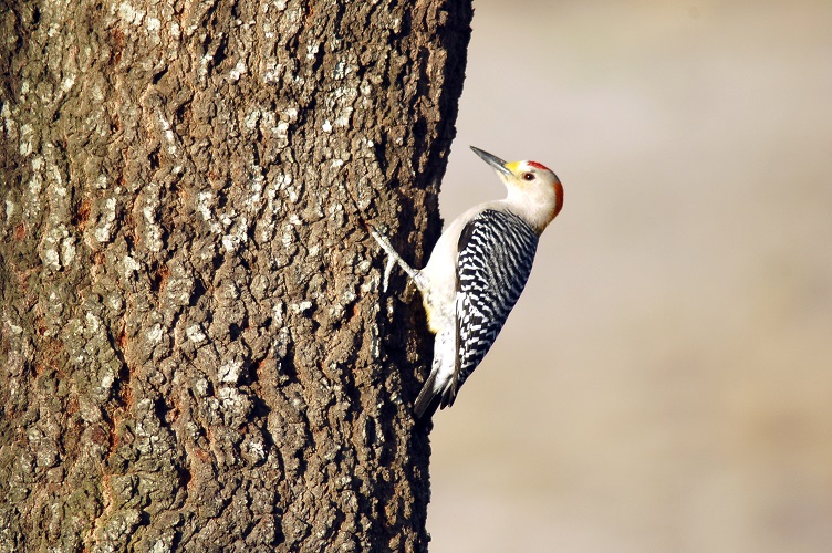 Golden fronted woodpecker