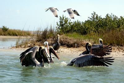 Brown Pelicans (and seagulls).