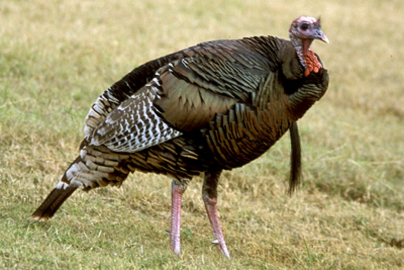 Wild turkey in Texas.