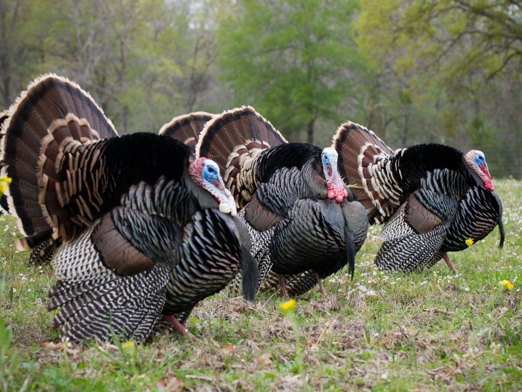 Passport to Texas » wild turkey
