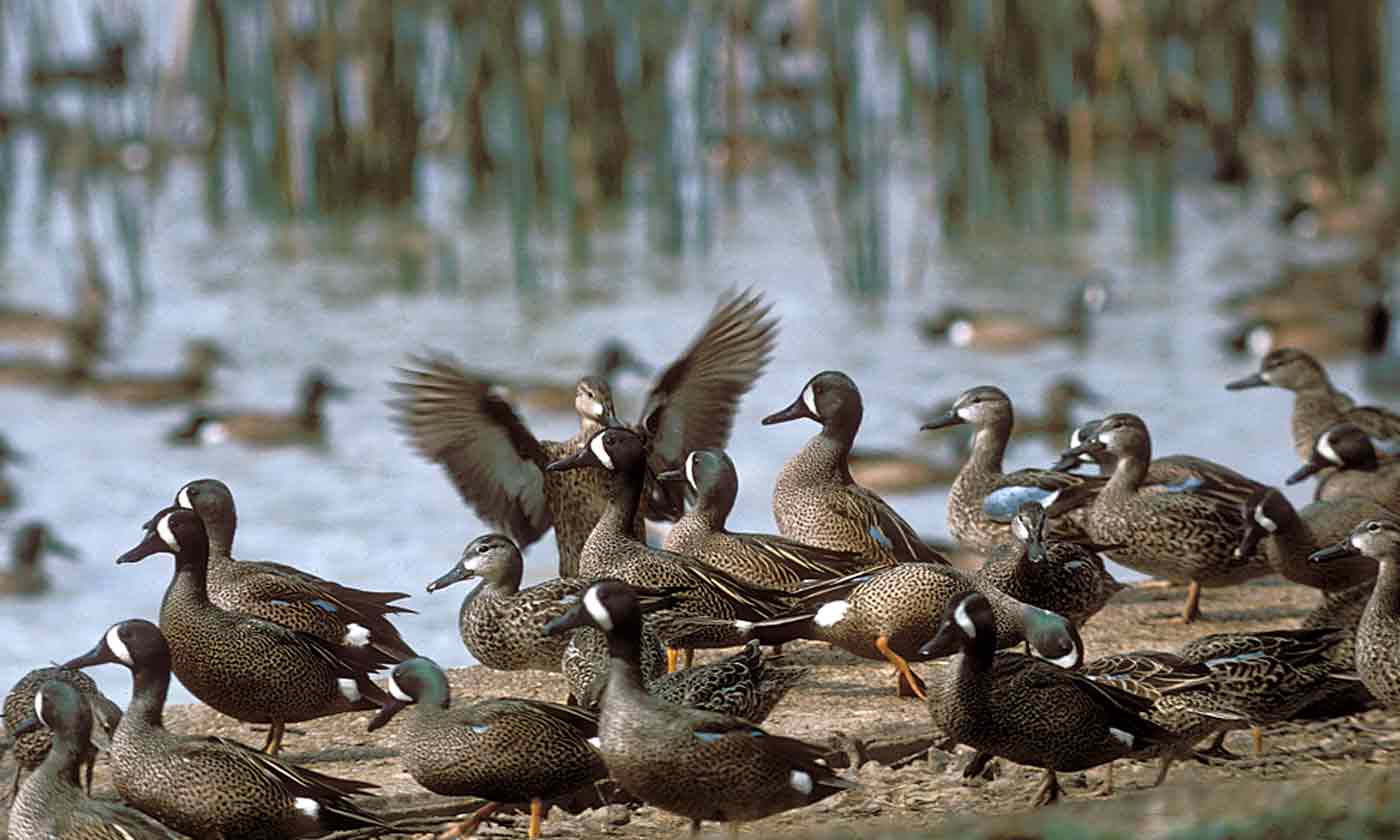 blue-winged-teal