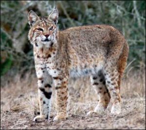 A large and lovely bobcat.