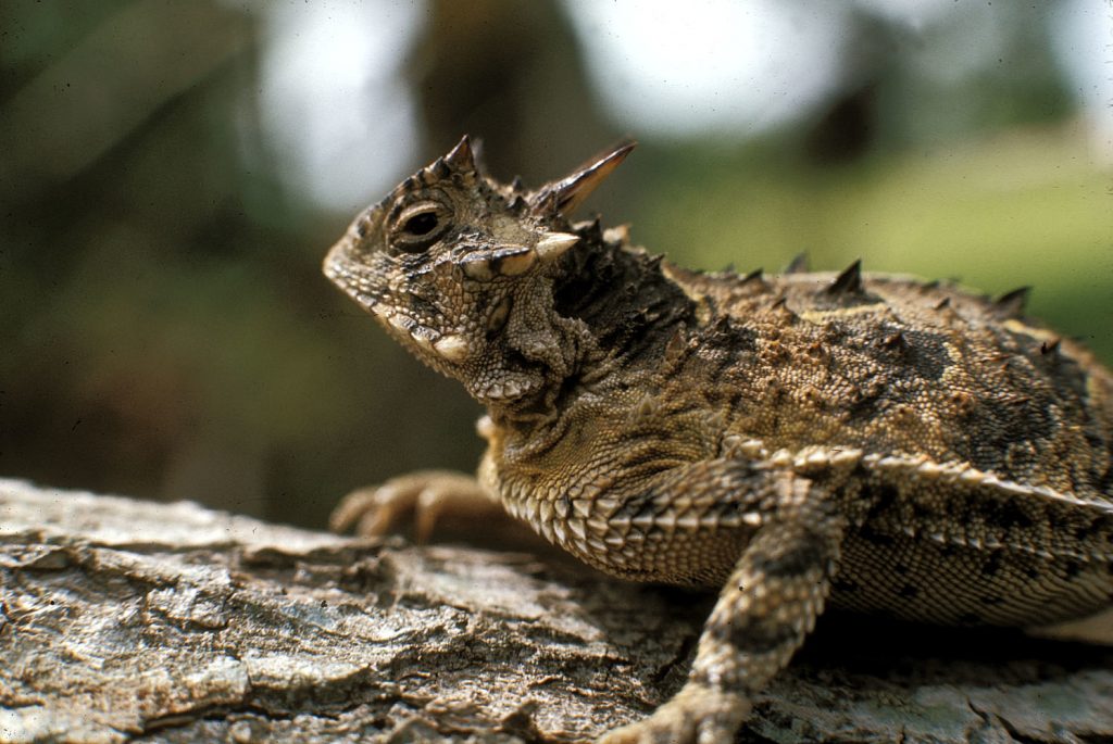 Passport to Texas » Texas Horned Lizard